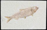 Detailed, Knightia Fossil Fish - Wyoming #42350-1